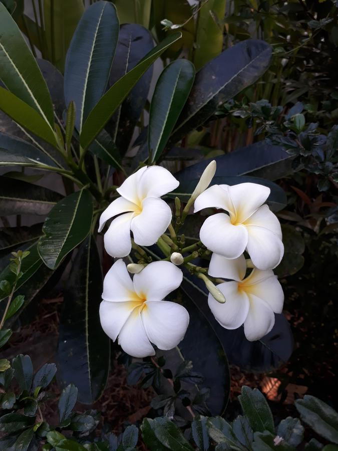 Khanom Garden Suite Eksteriør billede